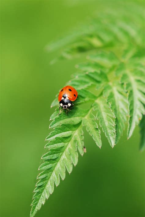 CLifton Woods Nature Reserve NottsWT Cpt Lorna Griffiths Flickr