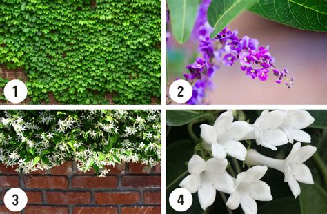 Shade plants for small gardens | Flower Power