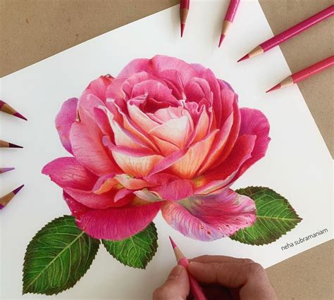 Someone Is Drawing A Flower With Colored Pencils