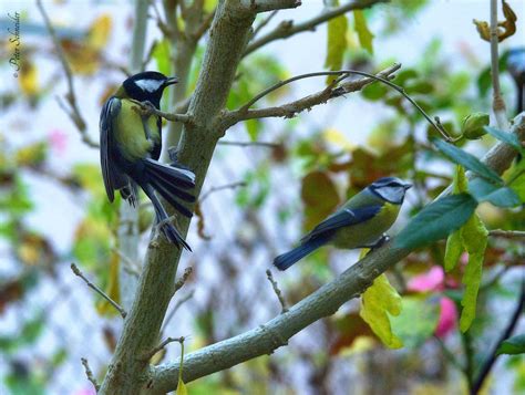 The Tree Full Of Birdsii By Phototubby On Deviantart