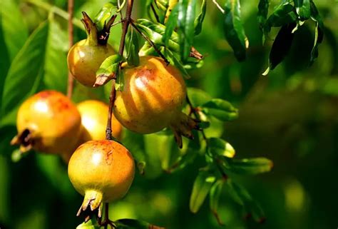 Perfect Timing When Does A Pomegranate Tree Bloom And Fruit The