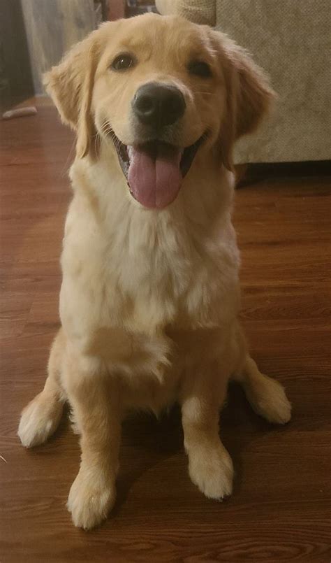 Meet Our Doggie Of The Day Adara She Is A 7 Month Old Golden