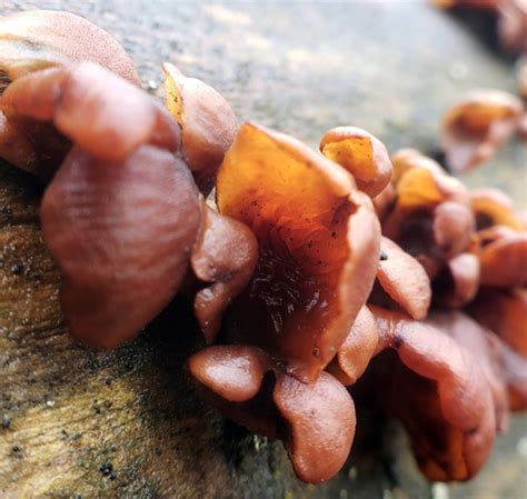 Dacryopinax Elegans Gu A General De Macrohongos De Costa Rica I