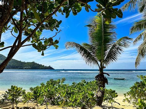 Debajo de las palmeras en un día soleado en la playa tropical de las