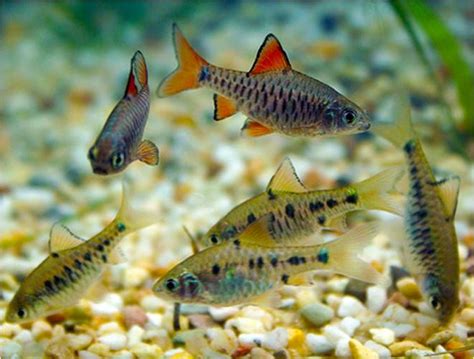 checkered barb tropical fishbarbus oligolepis barbus oligolepis