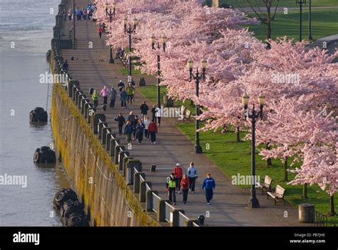 Waterfront walkway with decorative cherry trees from Steele Bridge, Tom ...