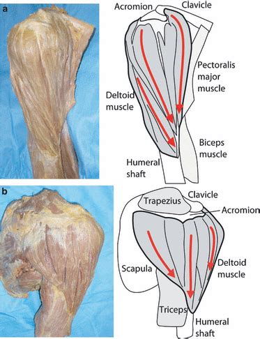 Deltoid Muscle Anatomy