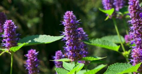 Pcs Licorice Mint Plant Seeds Anise Hyssop Agastache Etsy Canada