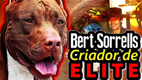 Descubre la Maestría de Bert Sorrells en la Crianza de Pitbulls APBTs