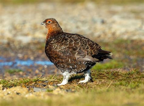 Red Grouse | Bird Identification Guide | Bird Spot