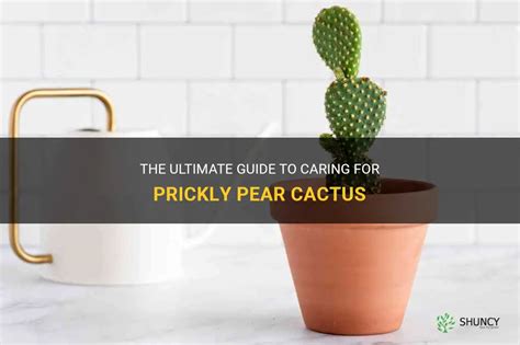 The Ultimate Guide To Caring For Prickly Pear Cactus Shuncy