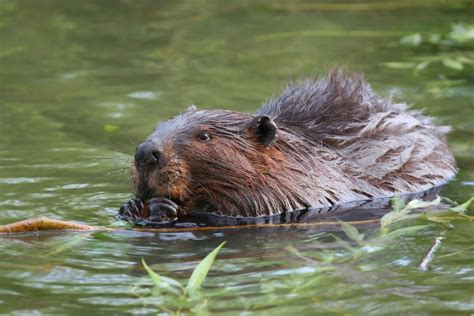 beaver, Rodent, Castor Wallpapers HD / Desktop and Mobile Backgrounds