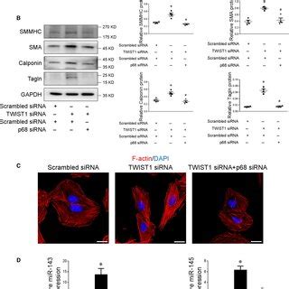 Twist Decreases Microrna Expression By Downregulation Of P