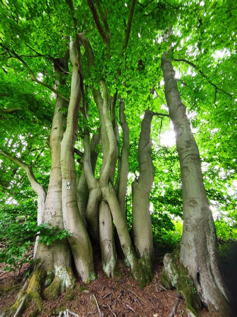 Natur Resilienz Training Achtsamkeit Im Wald