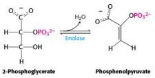 Glycolysis Bioc Introduction To Biochemistry