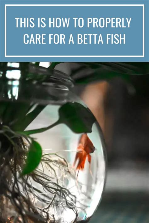 This Is How To Properly Care For A Betta Fish