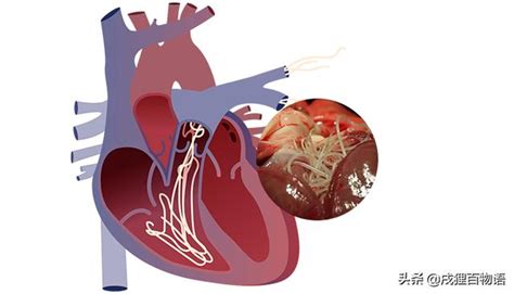 狗身上有這種蟲，不治會死，治了死得更快 每日頭條