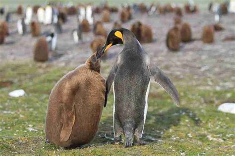 Baby King Penguins