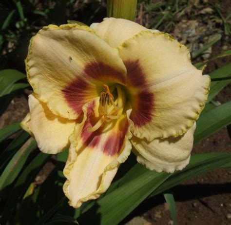 Pin On Shepard Hill Daylily Gardens