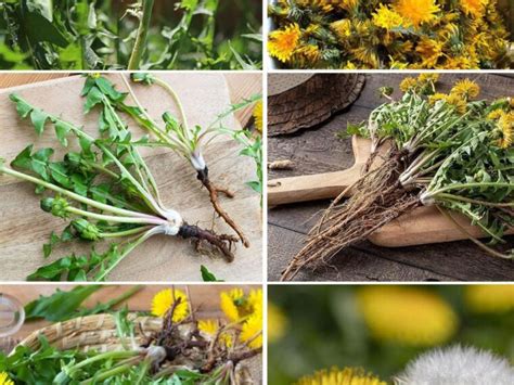 Unveiling The Vitality Of Dandelion Roots Natures Unsung Hero