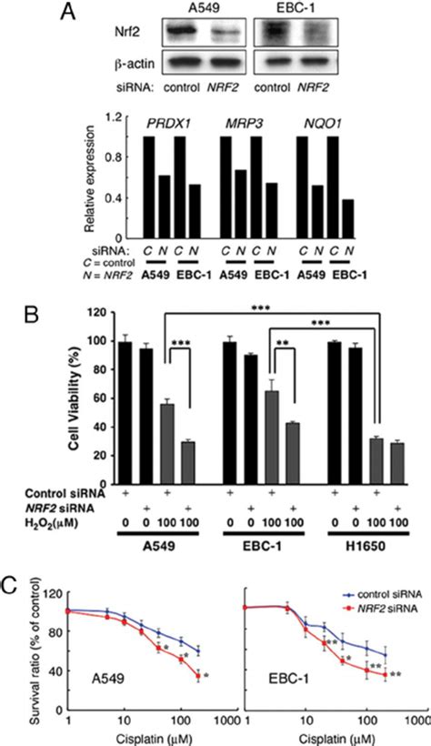Down-regulation of NRF2 restores sensitivity to oxidative stress and ... 