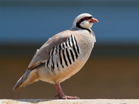 Chukar - eBird