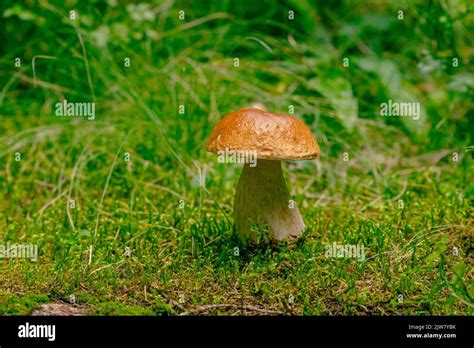 El Hongo Boletus Edulis Crece A Partir Del Musgo Fotograf A De Stock