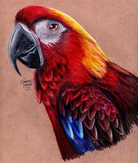 Cuban Red Macaw By Kristynjanelle On Deviantart Parrots Art Bird