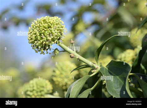 Ivy Hedera Helix Stock Photo Alamy