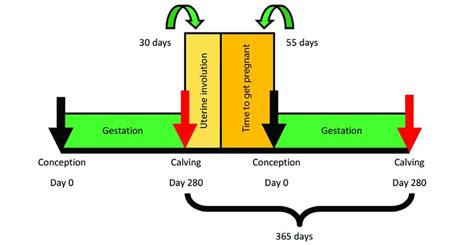 How To Improve Reproduction In A Beef Cattle Herd Agriorbit