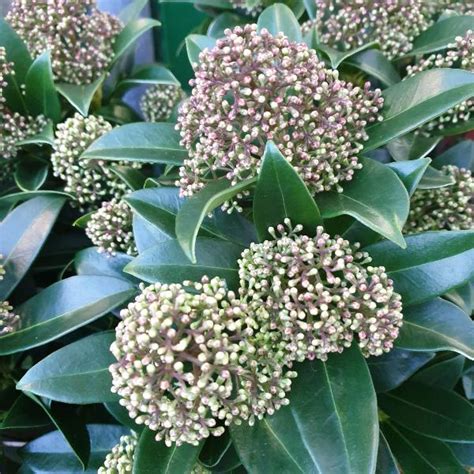 Skimmia Fragrant Cloud From Saintfield Nursey Centre Dev Ireland