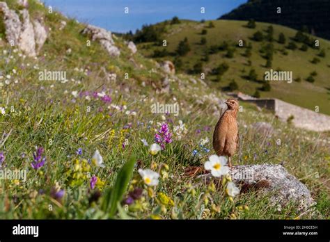 Common Quail Coturnix Coturnix Adult Male On A Mountain Slope