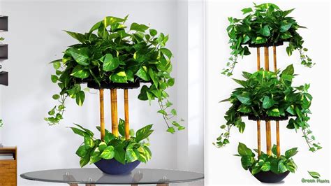 Money Plants Decoration Ideas Indoor Money Plants Growing Ideas