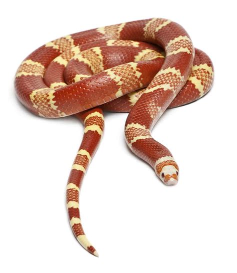 Discover 5 Amazing Milk Snake Morphs - A-Z Animals