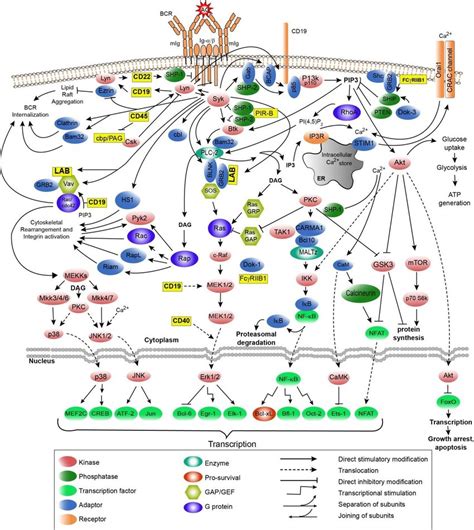 Schematic Presentation Of The B Cell Receptor Signal Transduction Download Scientific Diagram