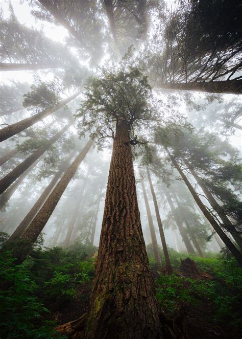 What Mother Trees Can Teach Us For Mothers Day Rippling Markers