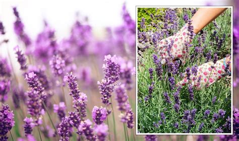 How to prune lavender ‘effectively’ for plant to 'flourish for years to ...