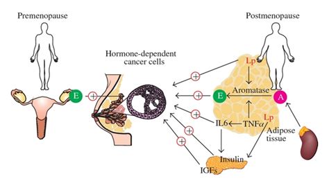 Different mechanisms of estrogen dependence for hormone-related breast ...