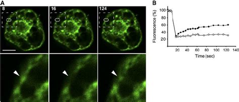 Frap Analysis Of Gfp Dgat2 In By 2 Cells Download Scientific Diagram