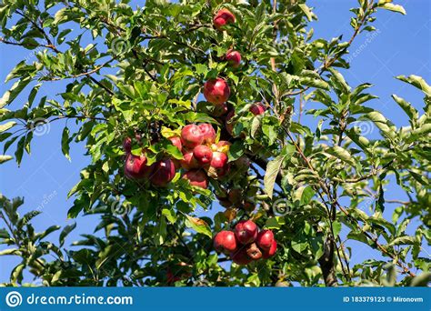 Red Apples On Apple Tree Branch Stock Image Image Of Farm Branch