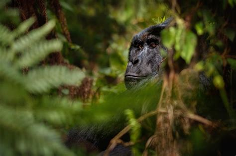 Guía de viaje de Guinea Ecuatorial Guinea descubre los rincones más