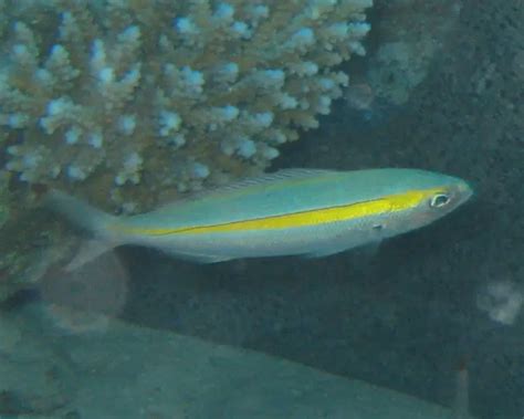 Goldband Fusilier Facts Diet Habitat And Pictures On Animaliabio