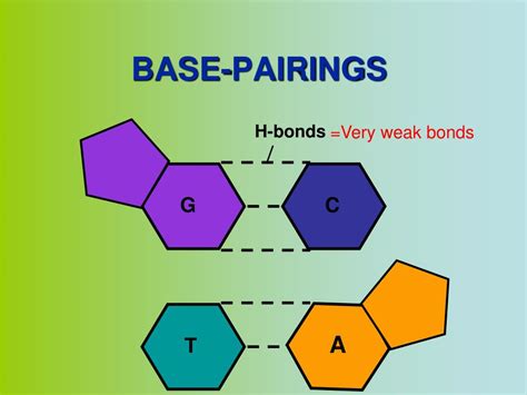 What Is A Base Pair In Biology