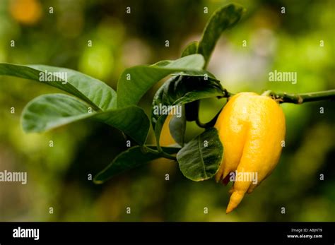 yellow citron fruit  medicinal plant citron medica sarcodactylis