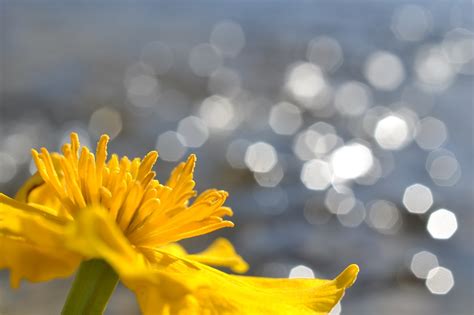 Marsh Marigold Flor Lago Foto Gratuita No Pixabay Pixabay