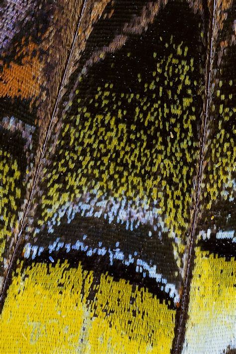 Macro Photograph Butterfly Wing Details Photograph By Darrell Gulin