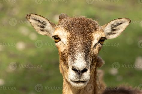 Fallow Deer Looking Into The Camera Portrait 46450869 Stock Photo At