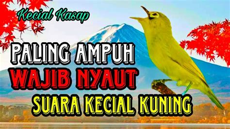 Suara Kecial Kuning Ciak Ciak Jos Paling Ampuh Untuk Semua Kecial