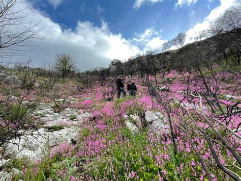 Taburno Trekking Montesarchio Maggio Il Parco Del Monte