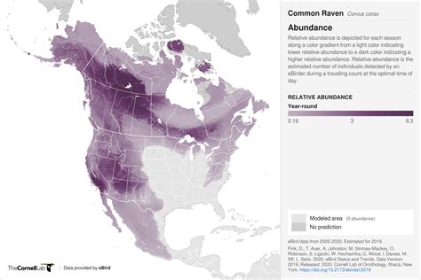 Common Raven - Gates Of The Arctic National Park & Preserve (U.S